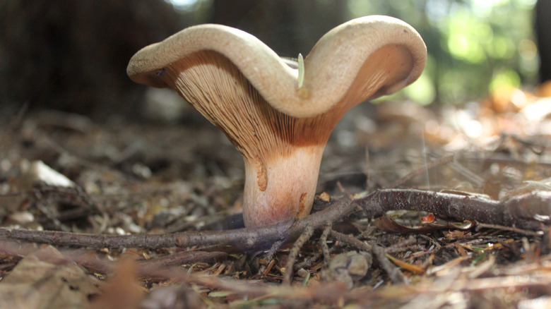 brown roll-rim mushroom