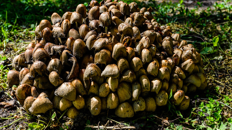 deadly fibercap mushrooms