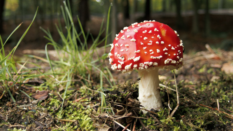 fly agaric mushroom