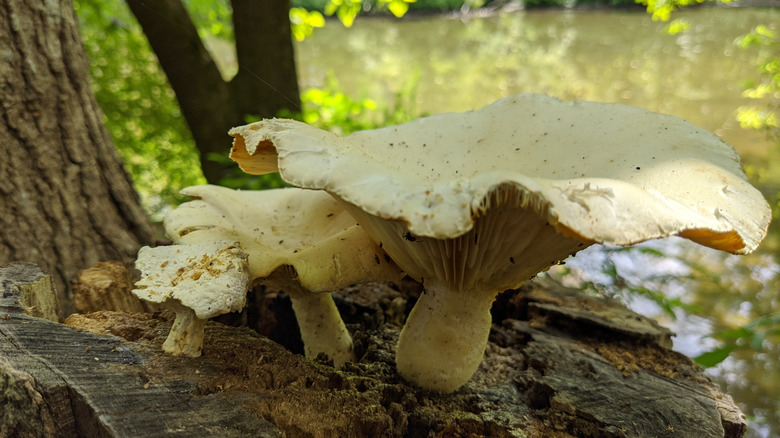 ivory funnel mushroom