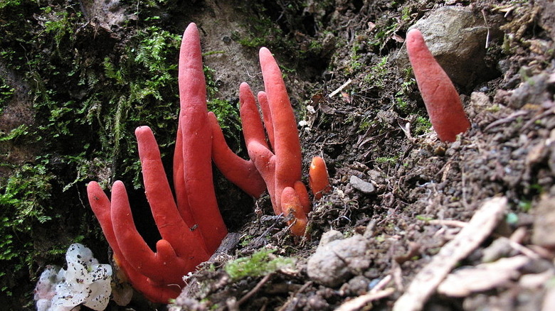 Poison Fire Coral