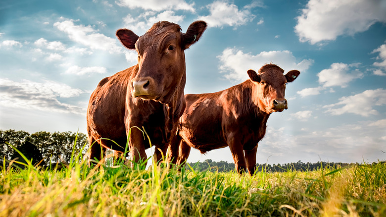 Beefmaster cattle standing in a green field