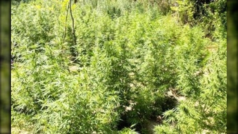 Guerilla farm of cannabis plants
