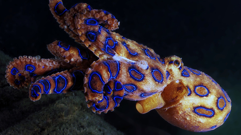 blue ringed octopus