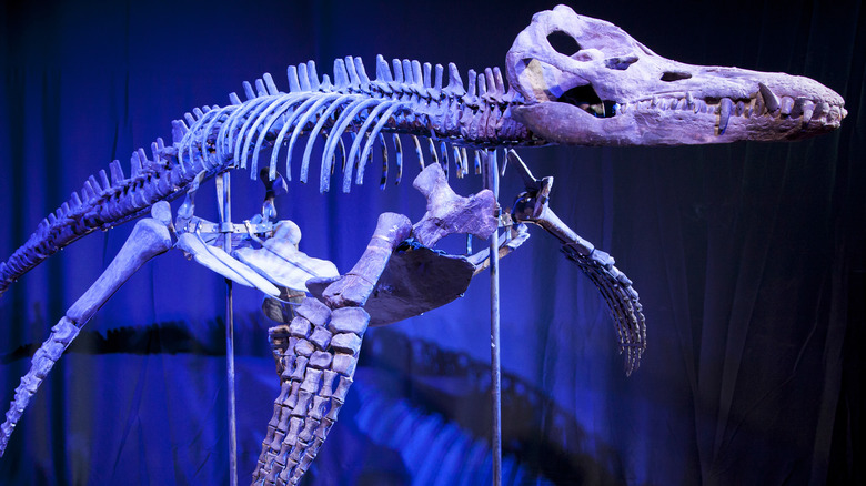 Liopleurodon slovakia bones