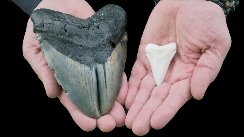 Megalodon shark tooth