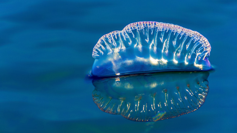 Portuguese Man O' War