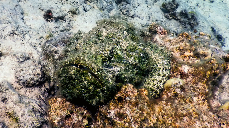 stonefish camouflage 