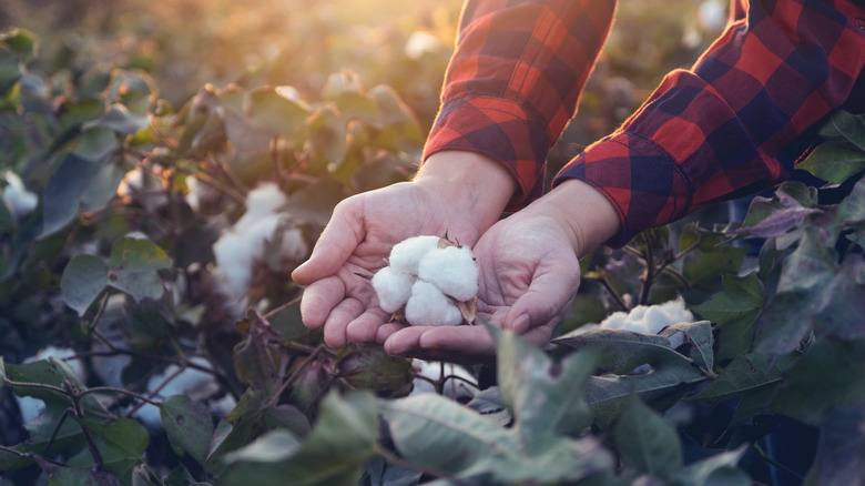 Field of cotton