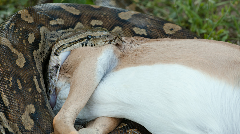 african rock python eating antelope