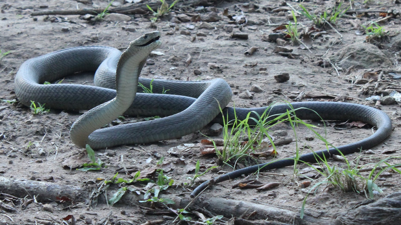 black mamba striking