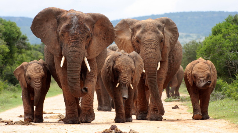 African elephants walking on road
