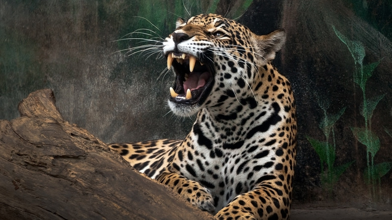 leopard baring teeth