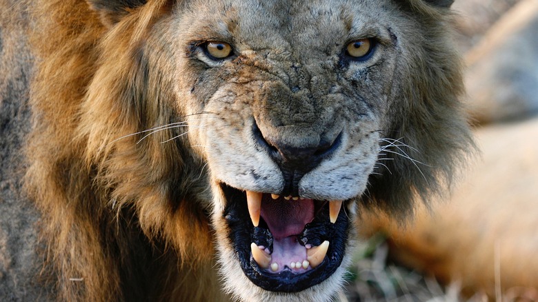 male lion snarling