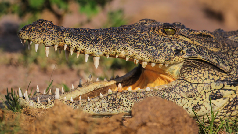 nile crocodile teeth bared