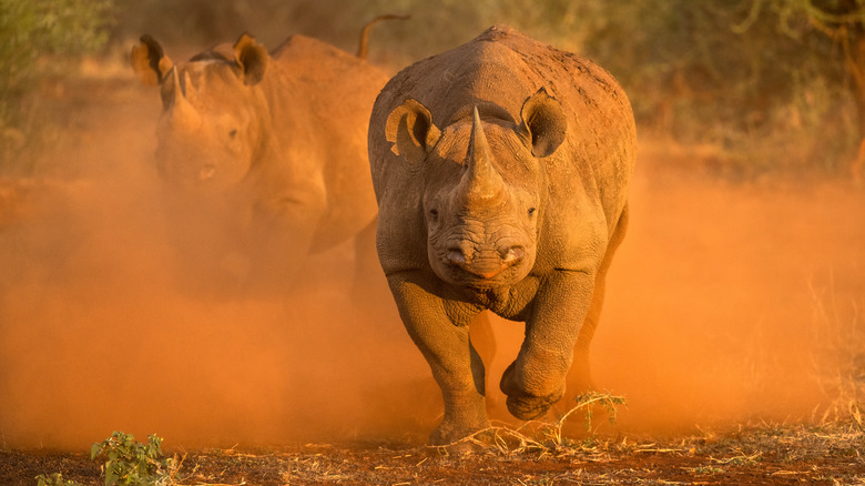black rhinoceros charging