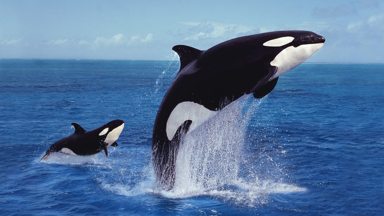 mother orca and calf leaping