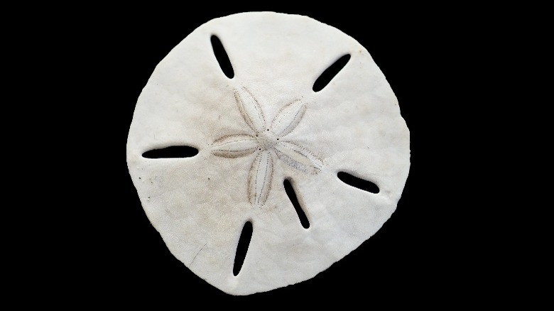 Sand dollar