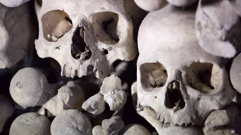 Bones of Black Death victims