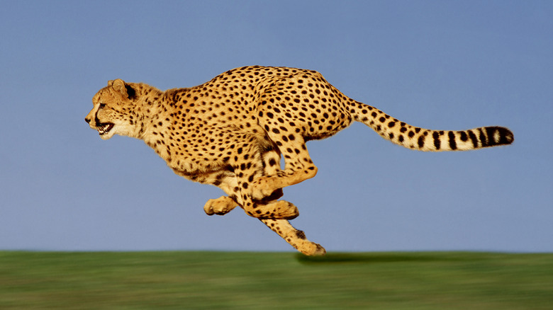 Cheetah running across the plains