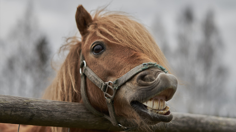 horse looks over wooden enclosure