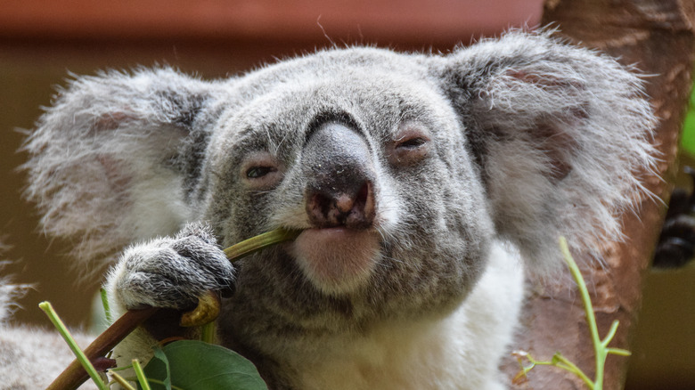koala bear chewing on eucalyptus