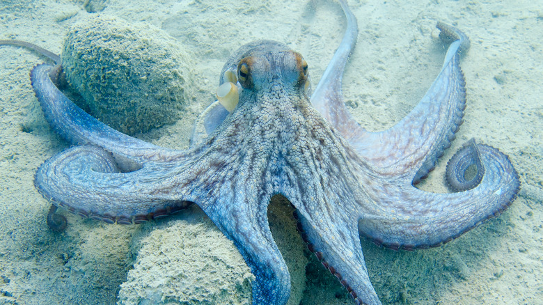 blue octopus on sea bottom