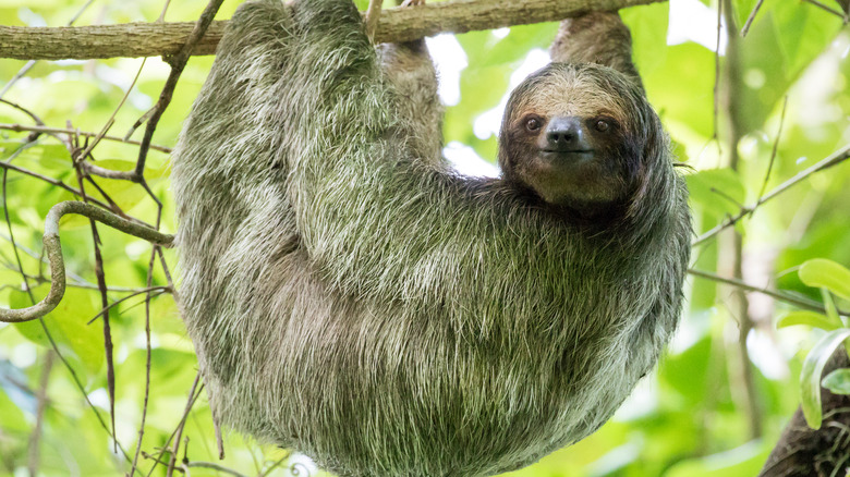 hanging sloth with algae-covered fur