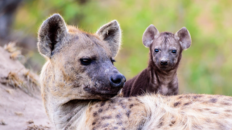 Hyena mother with her cub