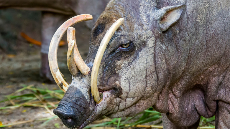 Babirusa with big curly tusks