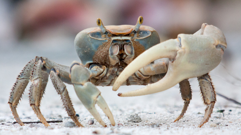 fiddler crab strikes a pose