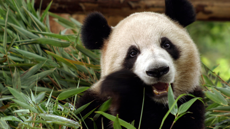 giant panda enjoying some bamboo
