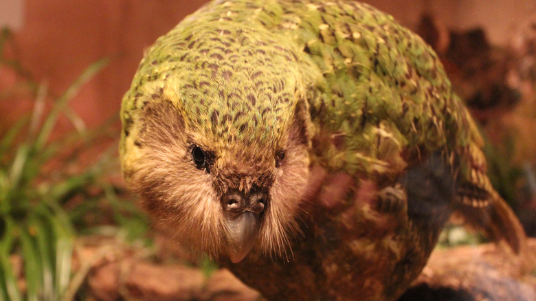 kakapo bird tries to hide