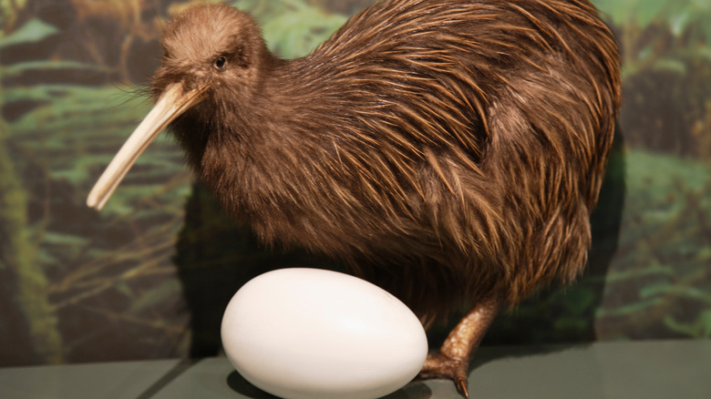 kiwi bird next to egg