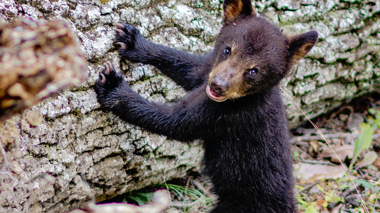 American black bear cub