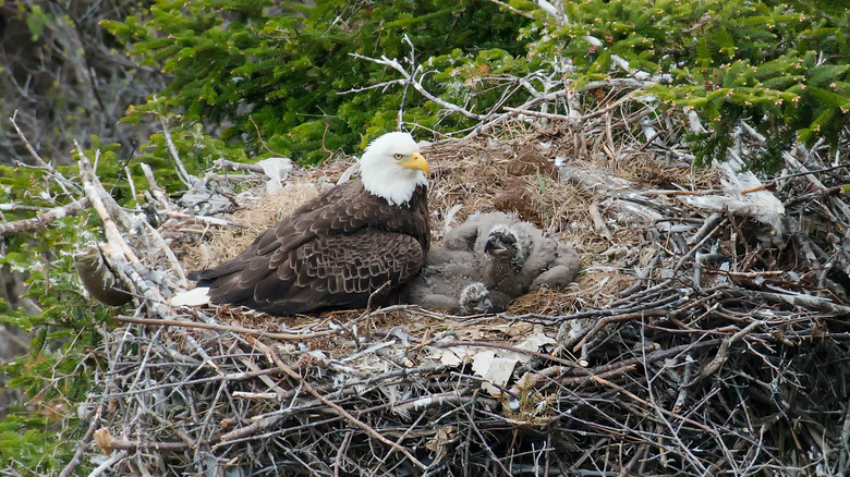 Bald eagle nest