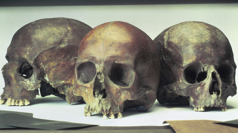 Ancient skulls 