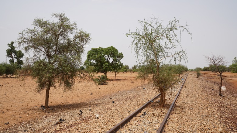Trees growing in railway