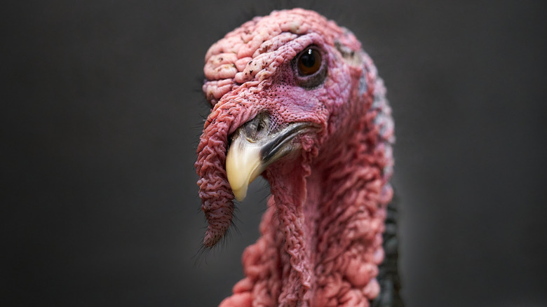 An unhappy turkey