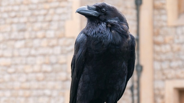 A raven