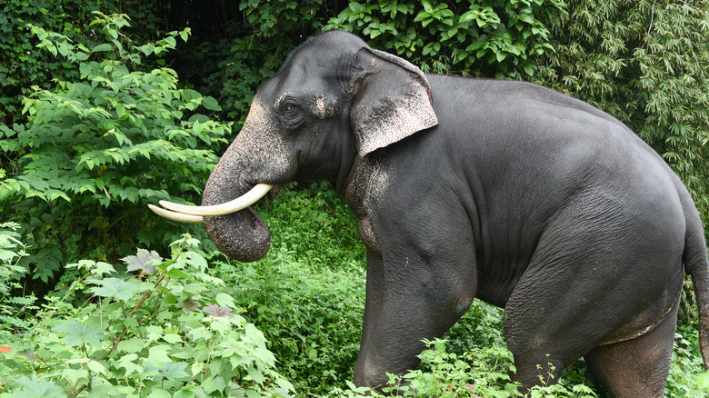 Indian/Asian Elephant