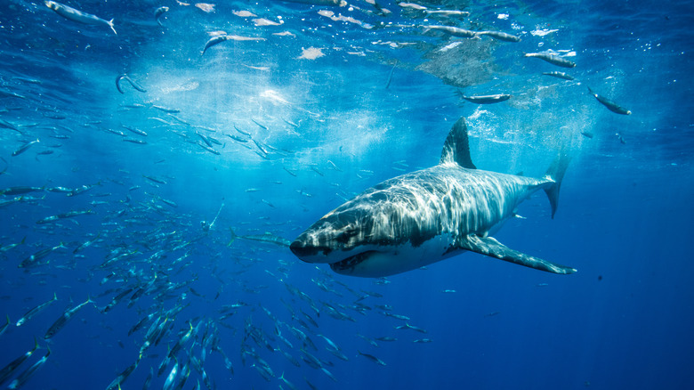 Shark under the surface 