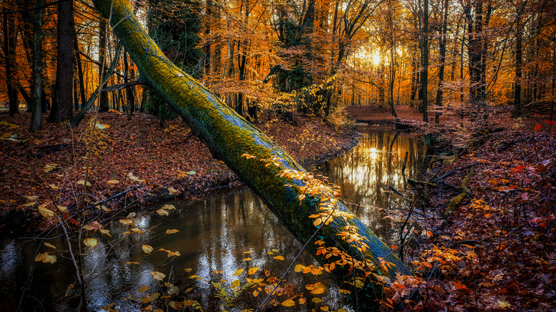 water river creek in the autumn