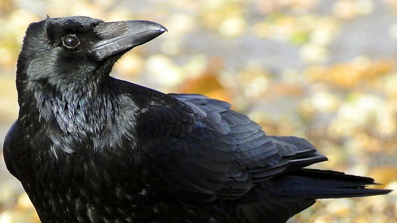 crow on ground