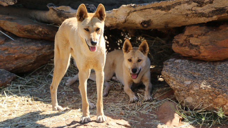 Australian Dingoes
