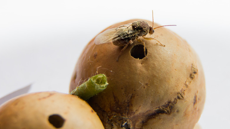 Gall wasp emerging from gall