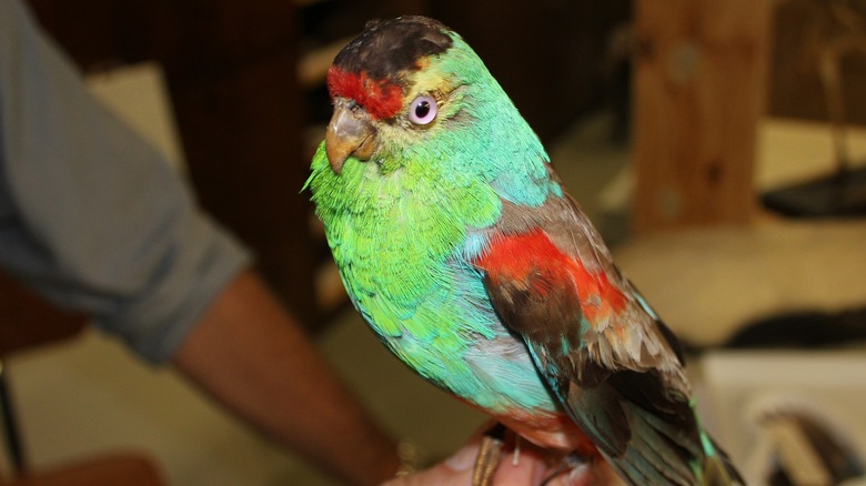 Australian paradise parrot