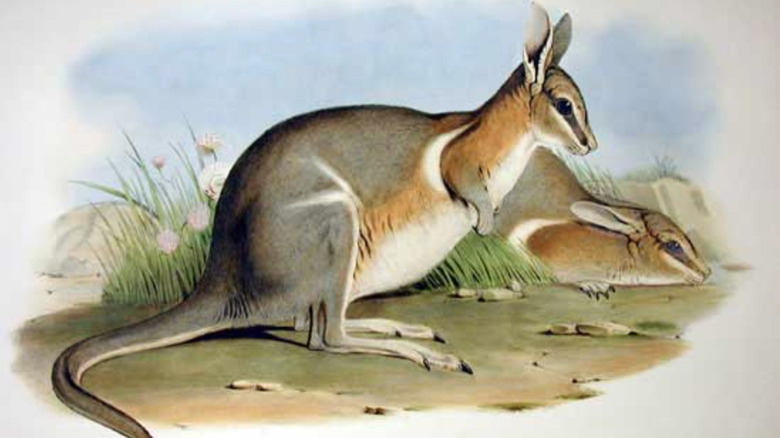 crescent nail tail wallaby