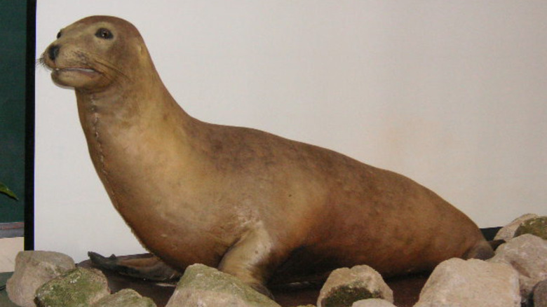Japanese sea lion taxidermied