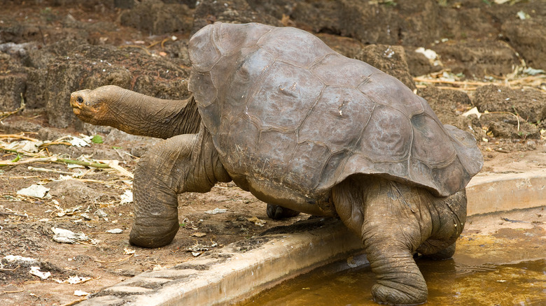 Lonesome George the tortoise